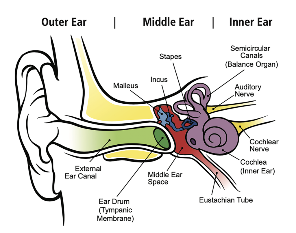 Part of the ear: a diagram.